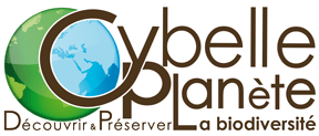 Cybelle Planete